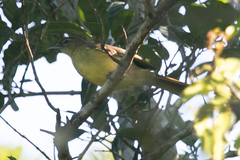 Chlorocichla flaviventris