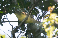 Chlorocichla flaviventris