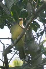 Chlorocichla flaviventris