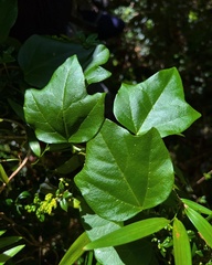 Passiflora herbertiana insulae-howei