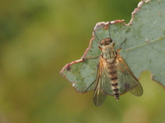 Atherimorpha