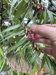 Xylopia brasiliensis