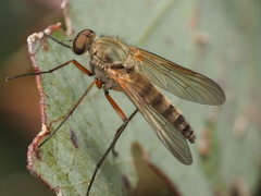 Atherimorpha