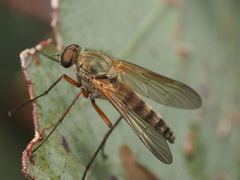 Atherimorpha