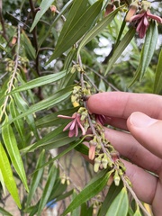 Xylopia brasiliensis