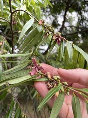 Xylopia brasiliensis