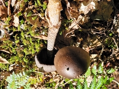 Amanita pekeoides