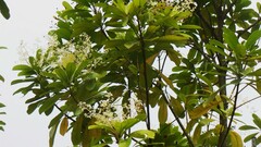 Buchanania arborescens