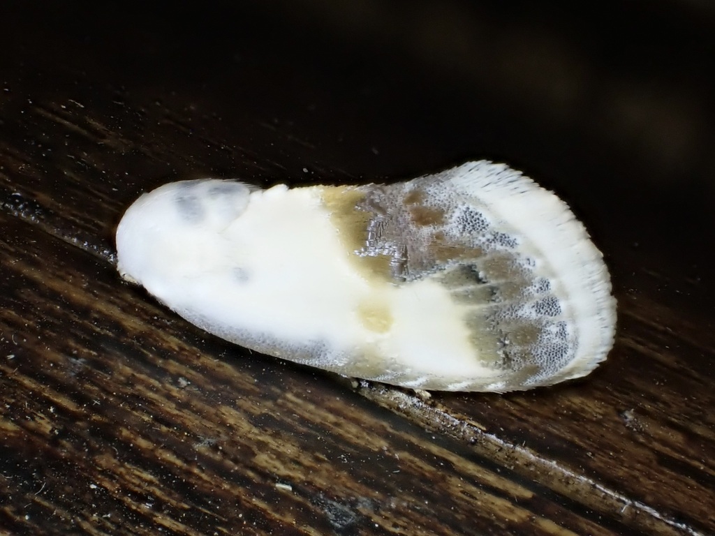 Negeta luminosa