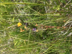 Gentianella amarella acuta