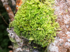 Leptostomum macrocarpum