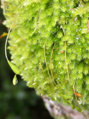 Leptostomum macrocarpum