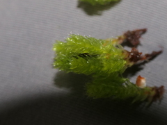 Leptostomum macrocarpum