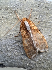 Graphea pseudomarmorea