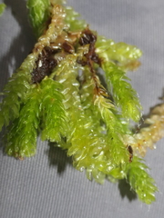 Leptostomum macrocarpum