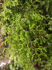 Hymenophyllum multifidum