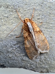 Graphea pseudomarmorea