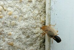 Planuncus tingitanus