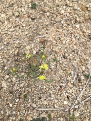 Orochaenactis thysanocarpha