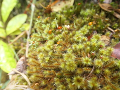 Breutelia pendula