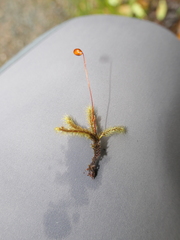 Breutelia pendula