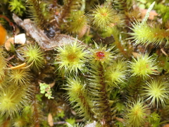 Breutelia pendula