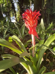 Billbergia pyramidalis