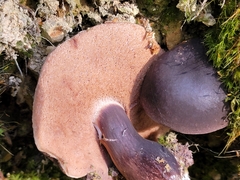 Tylopilus formosus