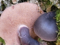Tylopilus formosus