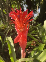 Billbergia pyramidalis