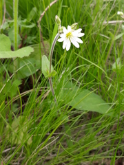 Cerastium arvense