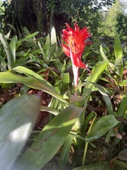 Billbergia pyramidalis