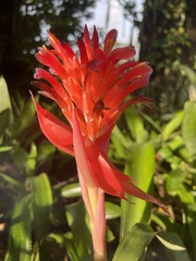 Billbergia pyramidalis