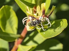 Lasioglossum viride