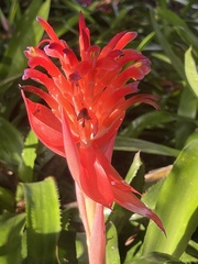 Billbergia pyramidalis