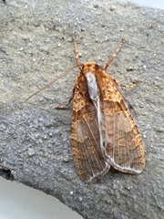 Graphea pseudomarmorea