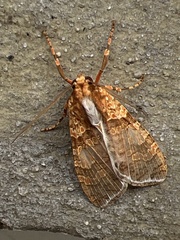 Graphea pseudomarmorea