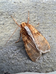 Graphea pseudomarmorea