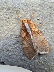 Graphea pseudomarmorea