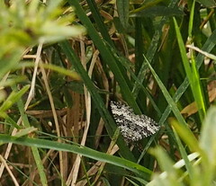 Chrysolarentia argocyma