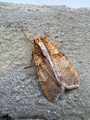 Graphea pseudomarmorea