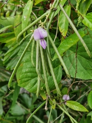 Neustanthus phaseoloides