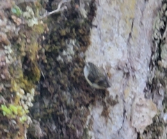 Acanthisitta chloris