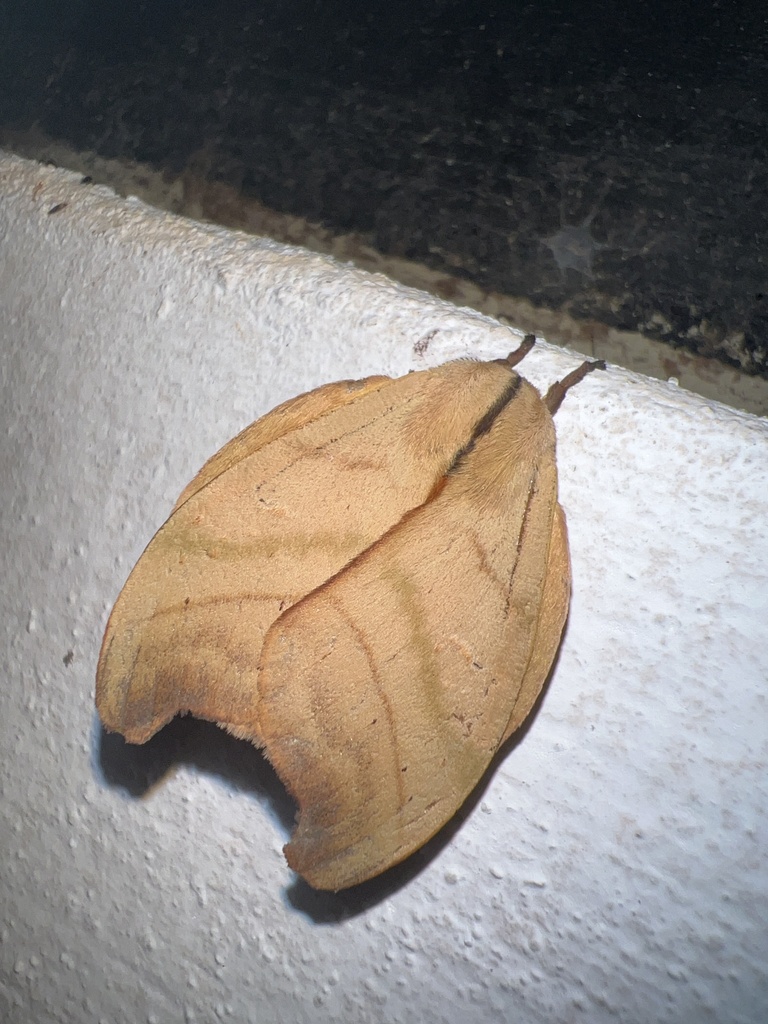 Hyperchiria incisa