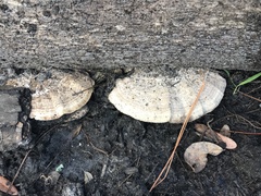 Trametes lactinea