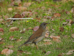 Turdus pallidus