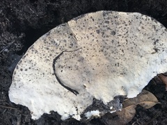 Trametes lactinea