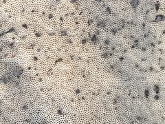Trametes lactinea