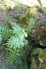 Blechnum montanum