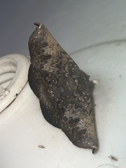 Drepanoperas falcigera